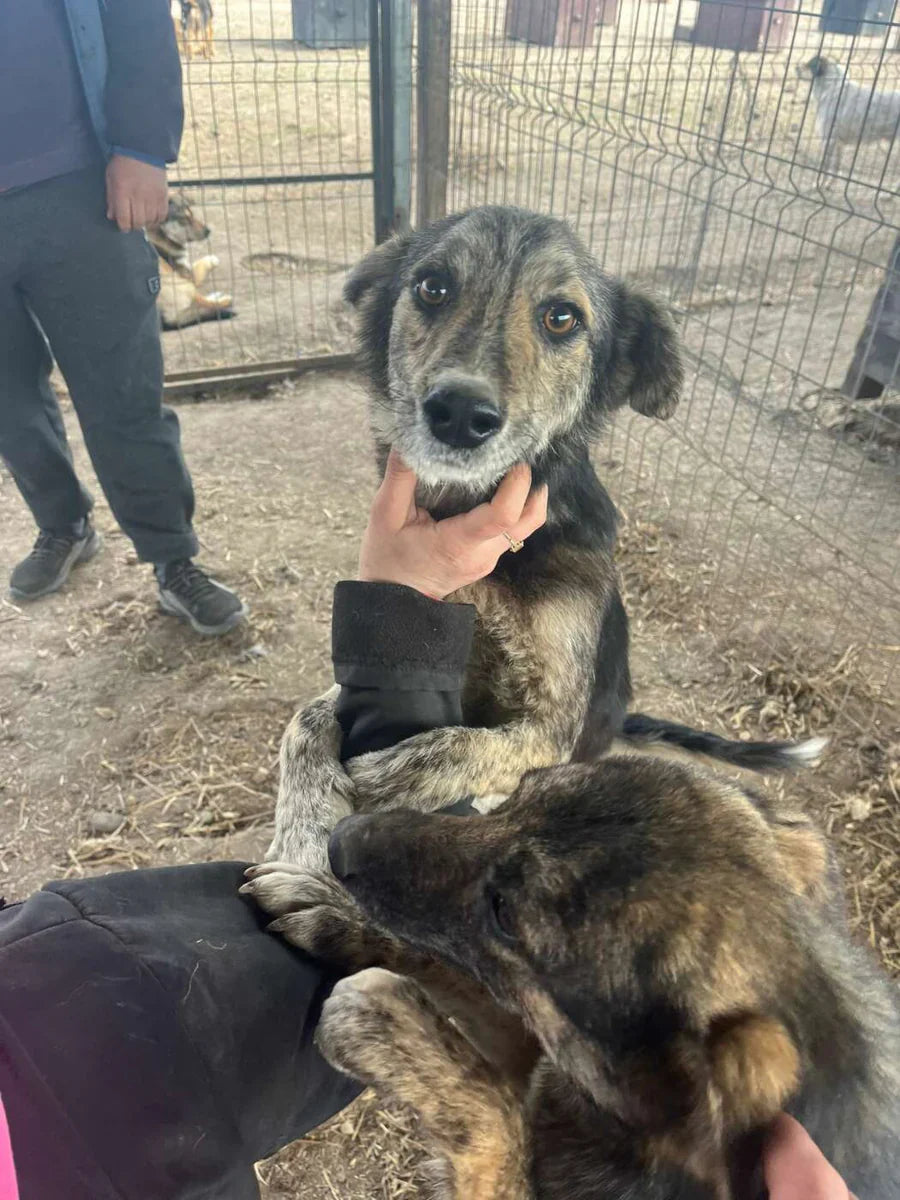 Support our Business! Save a Dog