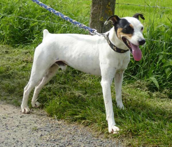 Support our Business! Save a Dog