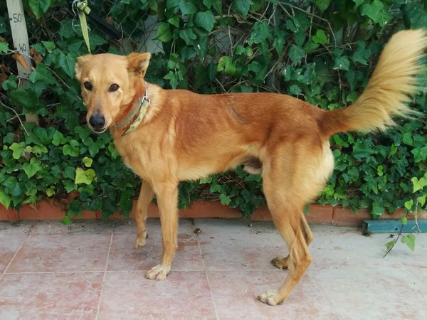 Support our Business! Save a Dog